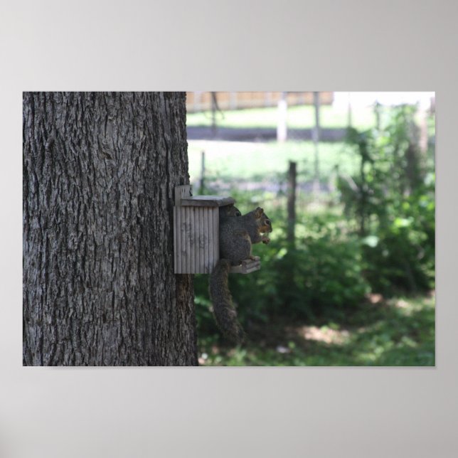 Poster ekorre (Framsidan)