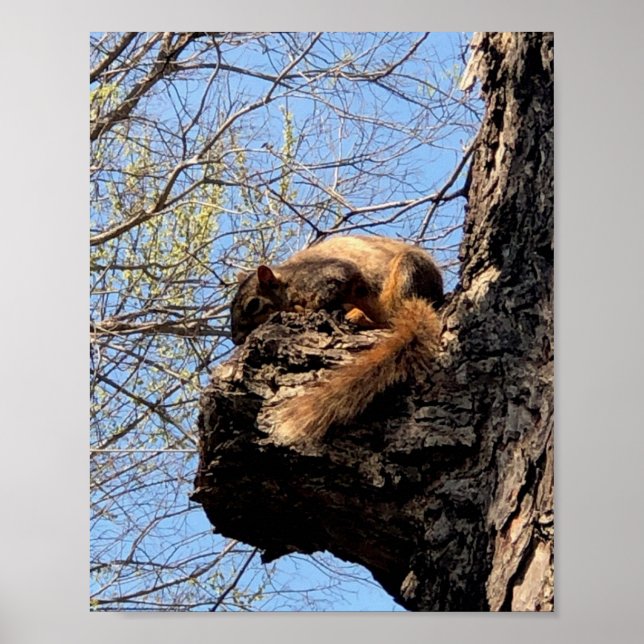 Poster ekorre (Framsidan)