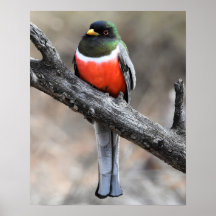 Poster elegant Trogon