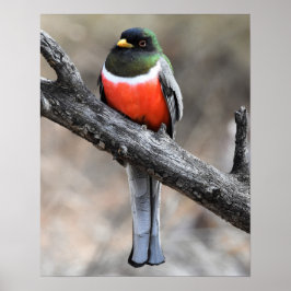 Poster elegant Trogon