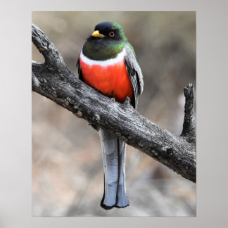 Poster elegant Trogon