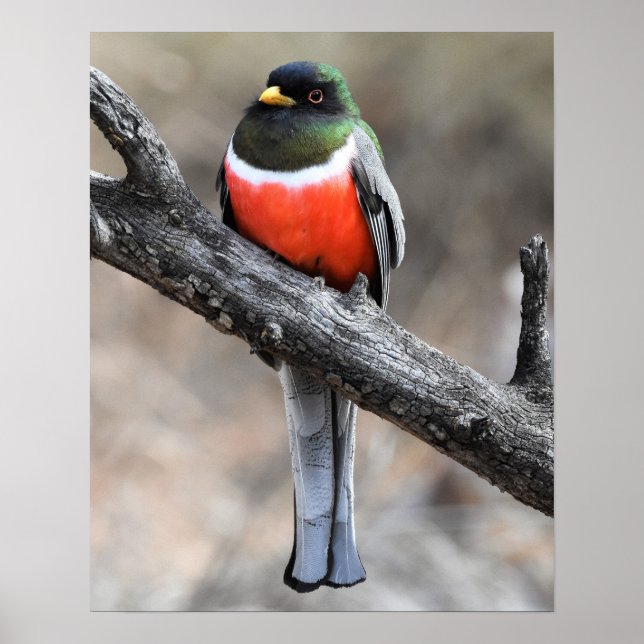 Poster elegant Trogon (Framsidan)