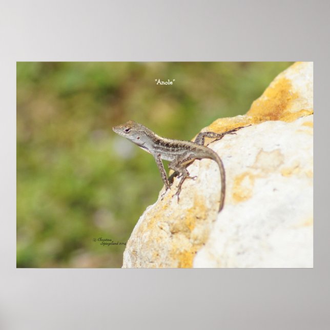 Poster eller skriv ut Anole Lizard Sten (Framsidan)