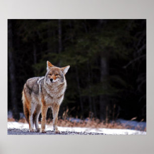 Poster eller skriv ut Coyote