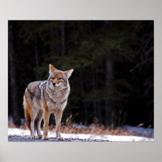 Poster eller skriv ut Coyote