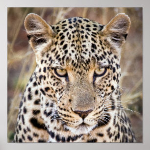 Poster eller skriver ut "Majestic African Leopard"