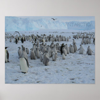 Poster en flock Pingains i Antarctica, bild.
