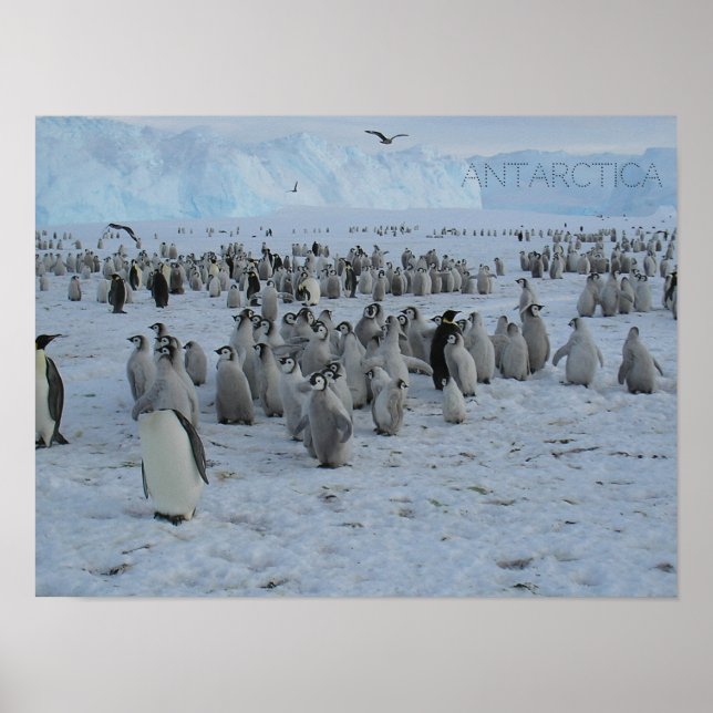 Poster en flock Pingains i Antarctica, bild. (Framsidan)