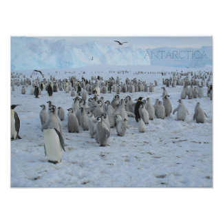 Poster en flock Pingains i Antarctica, bild.