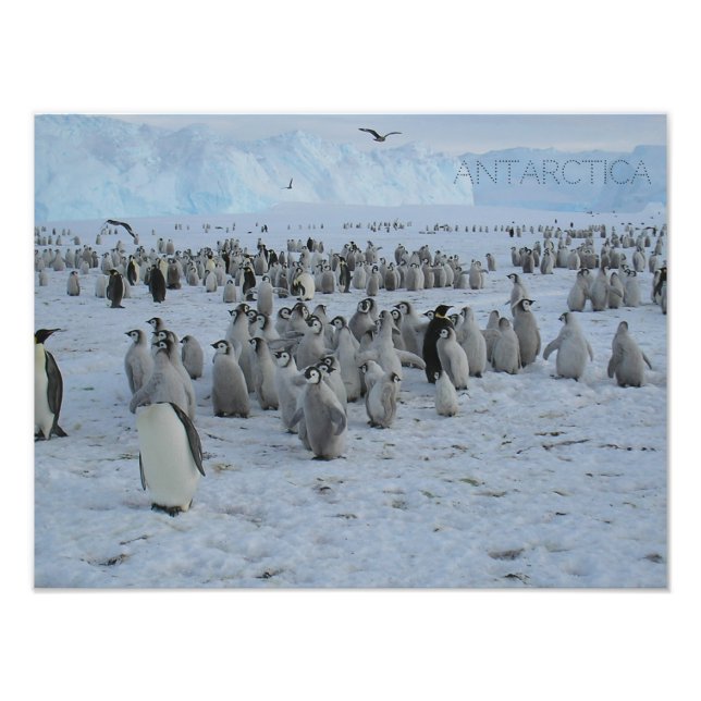 Poster en flock Pingains i Antarctica, bild. (Framsidan)