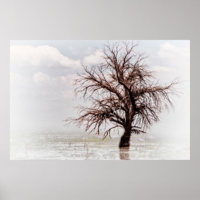 POSTER ETT ENDA TRÄD I EN SWAMP MED FOG (Framsidan)