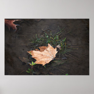 Poster Fallen Löv