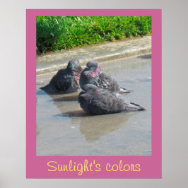 Poster - Färg i solljus