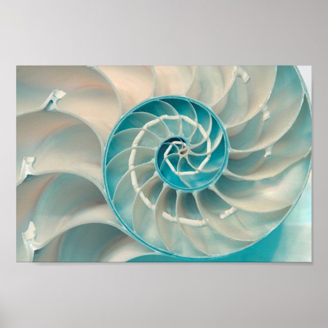 Poster - Fibonacci Sequence in Nature Sea Life (Framsidan)