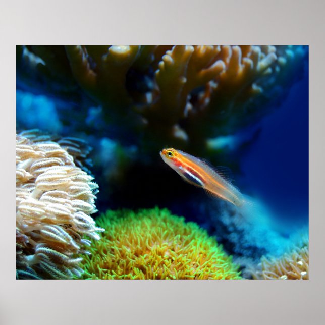 Poster fisk (Framsidan)