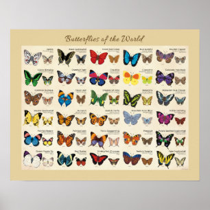 Poster fjärilar