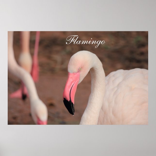 Poster Flamingo (Framsidan)
