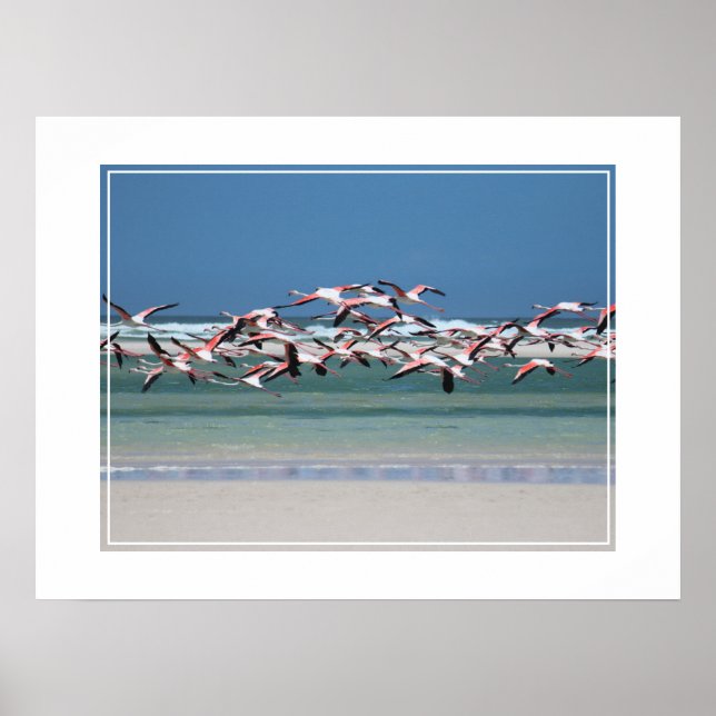 Poster-Flamingos Poster (Framsidan)