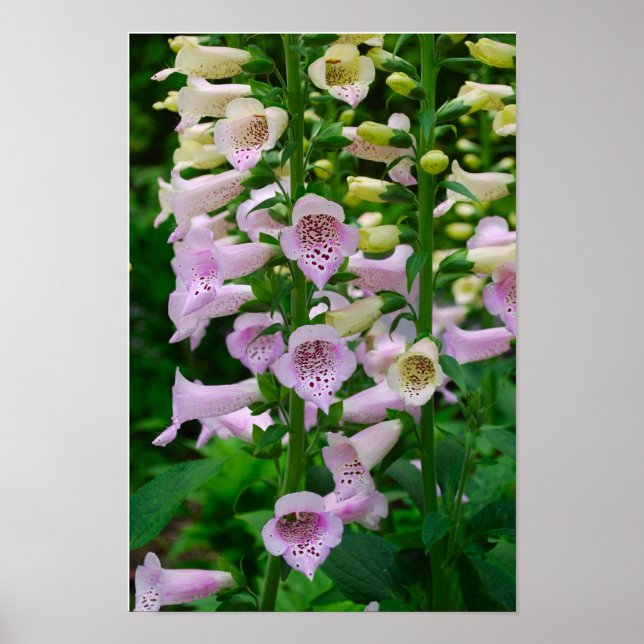 POSTER FLORA - 2 (Framsidan)
