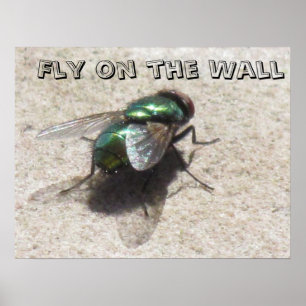 Poster - Fly på väggen
