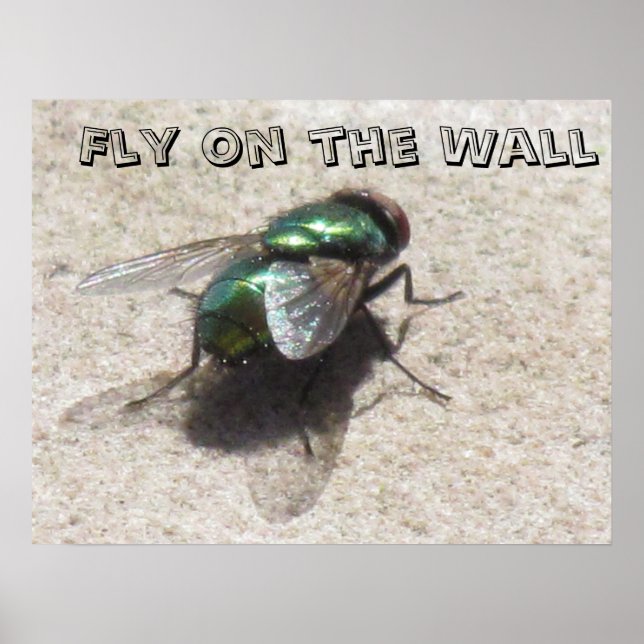 Poster - Fly på väggen (Framsidan)