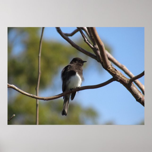 Poster - Flycatcher (Framsidan)