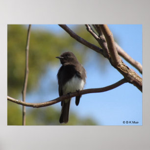 Poster - Flyckprofil