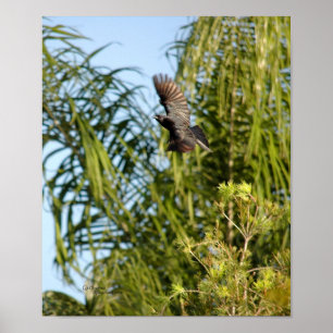 Poster flygande Kråka