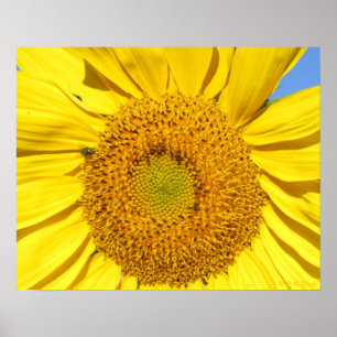 Poster - Flygning på solros