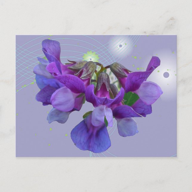 Poster för samordning av persikor (Lathyrus mariti Vykort (Framsida)