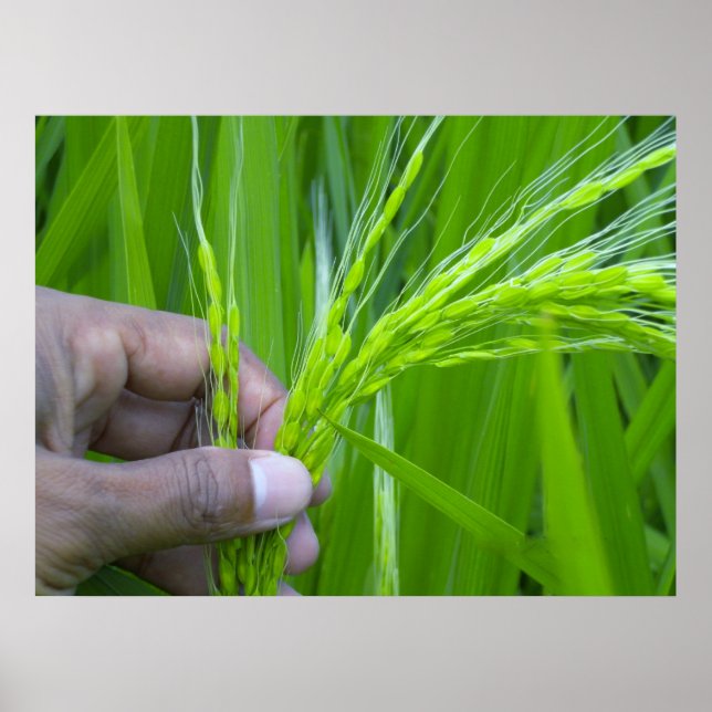 Poster för stängning av Ricefield (Framsidan)