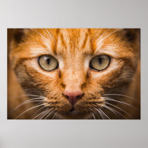 Poster för stearinkatt