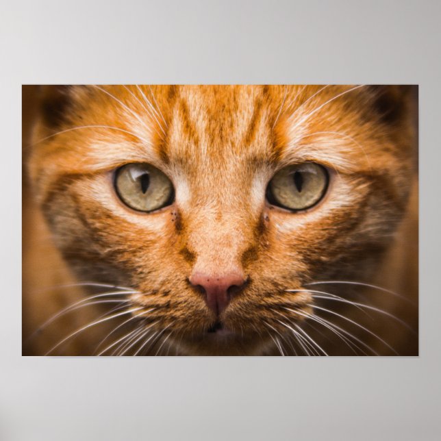 Poster för stearinkatt (Framsidan)