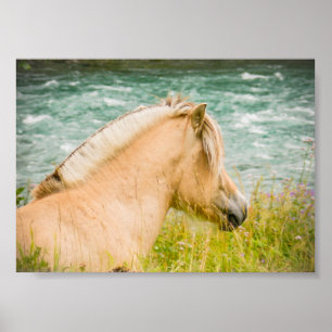 Poster för vackert Fjord Horse 7" x 5" Archival