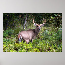 Poster för Vit-Tail Buck Canvas