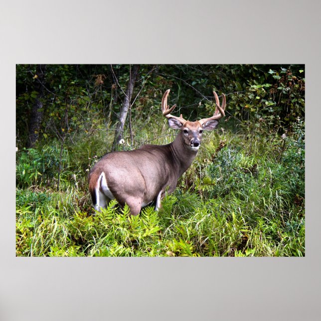 Poster för Vit-Tail Buck Canvas (Framsidan)