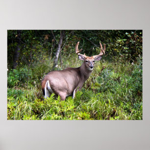 Poster för Vit-Tail Buck Canvas
