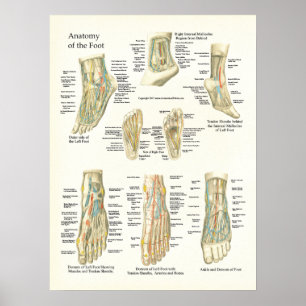 Poster fot och Ankle Anatomy