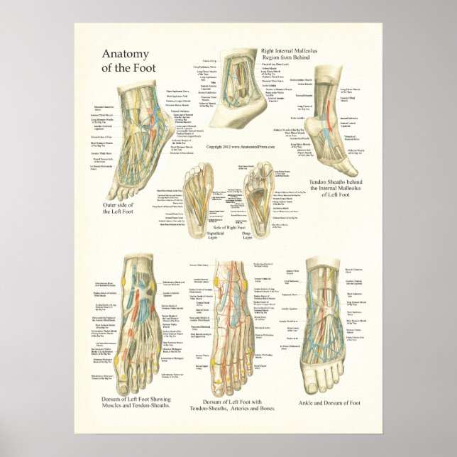 Poster fot och Ankle Anatomy (Framsidan)