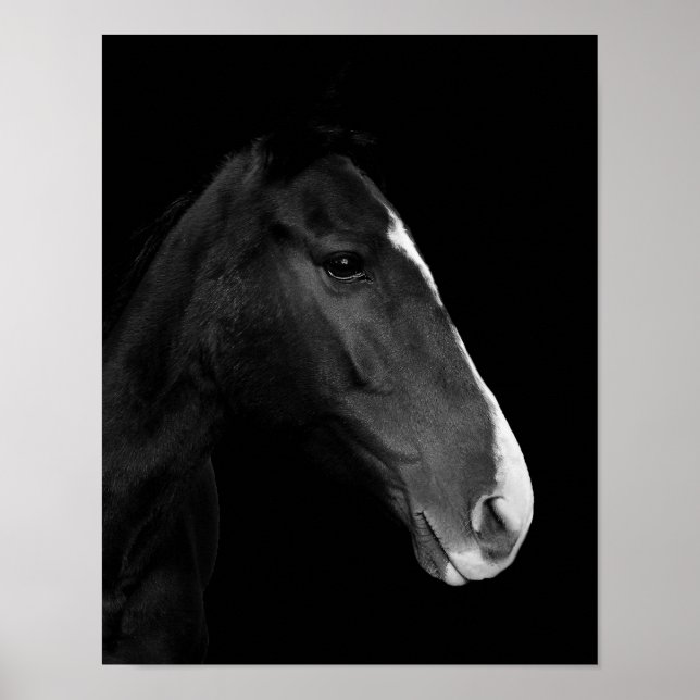 Póster, fotografía caballo blanco y negro. poster (Framsidan)