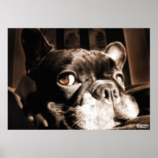 Poster Französischer Bulldogge by Bullylicious