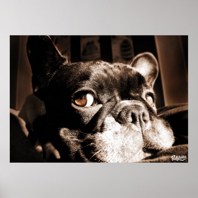 Poster Französischer Bulldogge by Bullylicious (Framsidan)