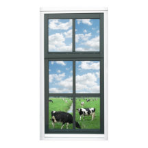 Poster Frisian Holstein Cows Farm Faux Window View