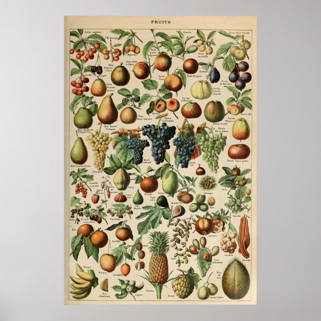 Poster Fruta Adolphe Millot Le Larousse Pour Tous (Framsidan)