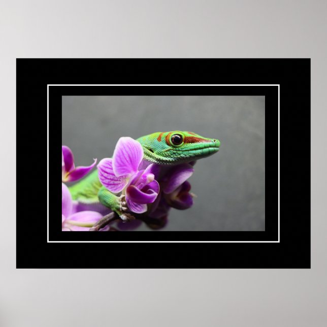 Poster Gecko (Framsidan)