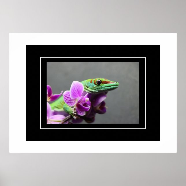 Poster Gecko (Framsidan)