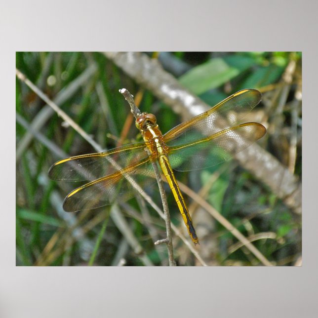 Poster Golden Meadowhawk (Sympetrum) Dragonfly (Framsidan)