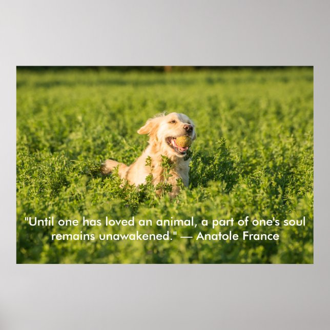 Poster Golden Retriever med citat (Framsidan)