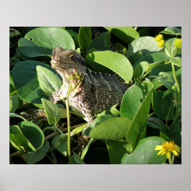 Poster Gömt Dragon Lizard Australia ZIZZAGO (Framsidan)