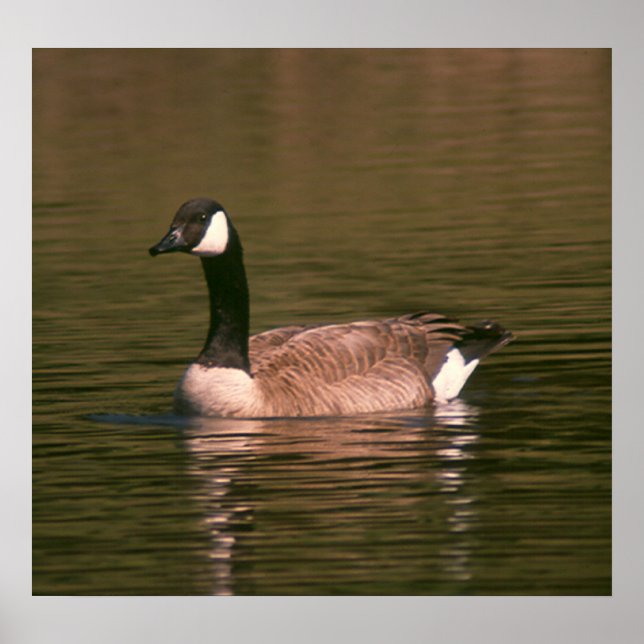 Poster - GOOSE (Framsidan)